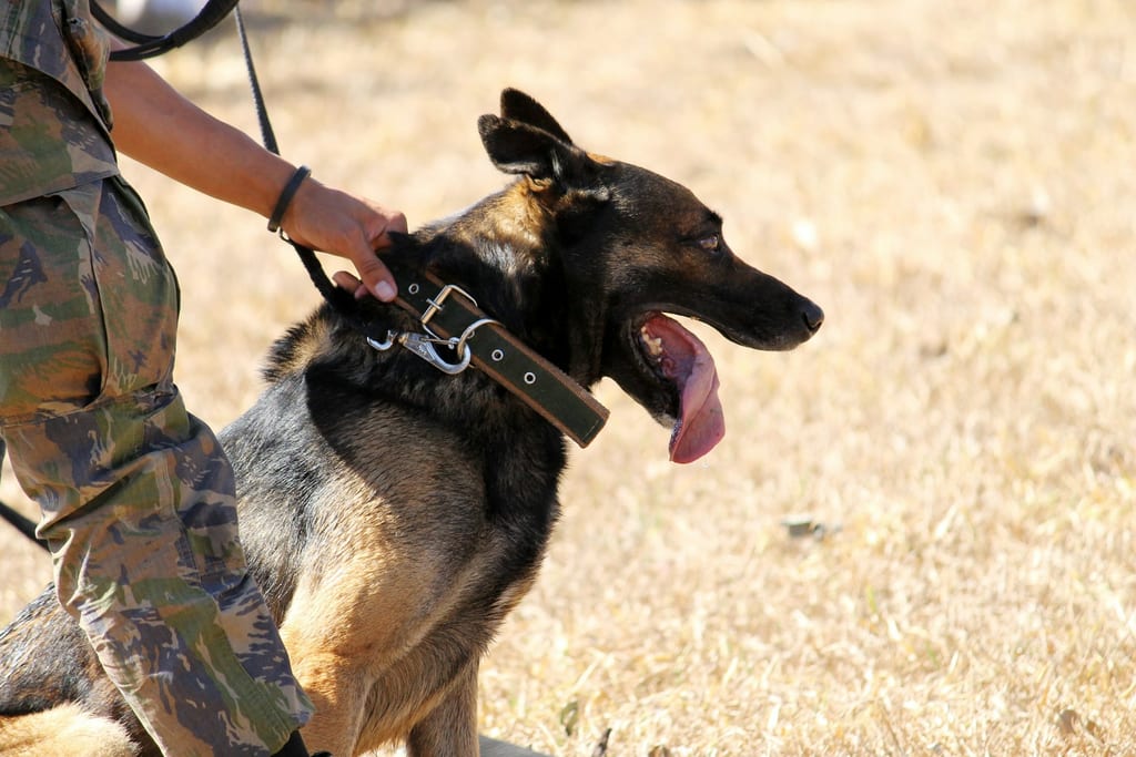 Maître-chien tenant en laisse un berger allemand équipé d’un collier de travail.